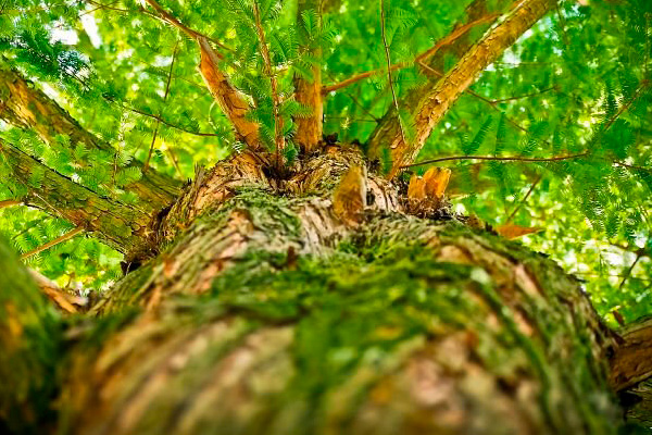 Cortar_arboles_España_soñadora