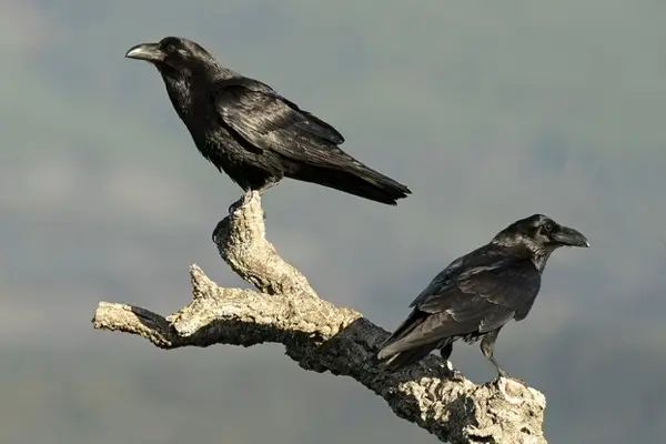 empleados tóxicos en la empresa