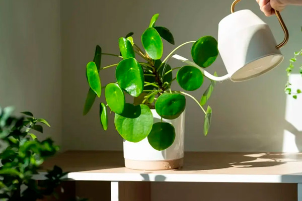 comprar tiempo o humo.